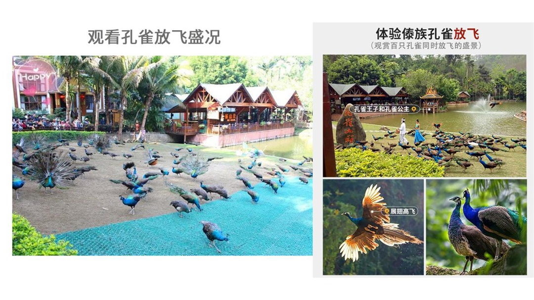 云南-昆版纳六天五晚(图22)